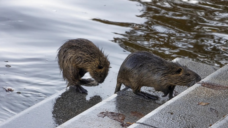 Beavers, Vltava River, Prague, Czech Republic